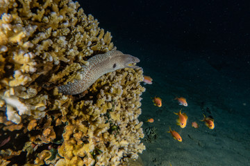 Moray eel Mooray lycodontis undulatus in the Red Sea, eilat israel