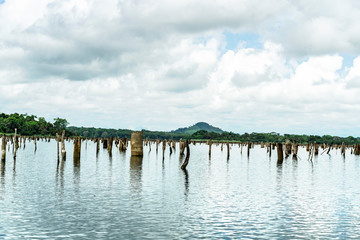 Sunken Forest Panama Gatun Lake 8