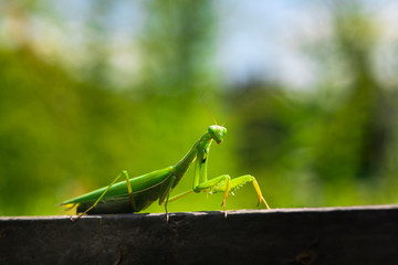 Nice green mantis close up macro color insect 