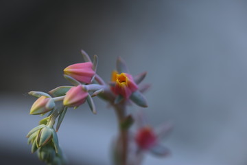 Fototapeta na wymiar Echeveria succulent flowering in my garden
