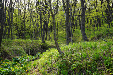 Obraz premium Thick green forest in the hills with dense trees