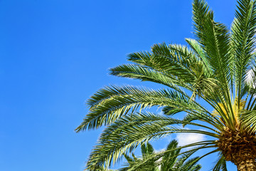 Palm tree on blue sky