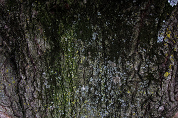 Tree Bark