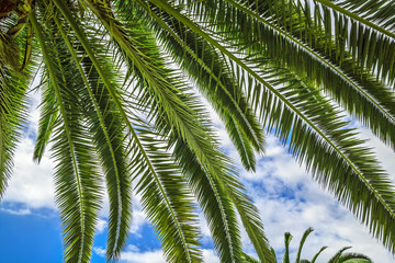 Tropical background of palm
