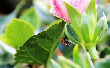 ladybug saying 'hello'