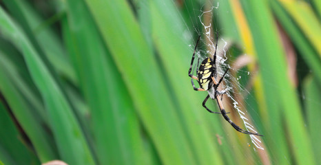 Large Garden Spider