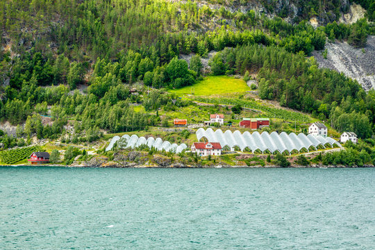 Norwegian agricultural farm with greenhouses on the hill at Naeroy fjord,  Aurlan, Sogn og Fjordane county, Norway