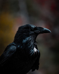Fototapeta premium Raven Head