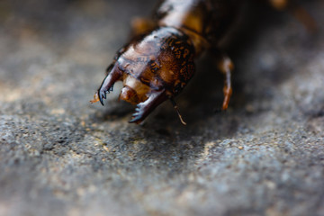Hellgrammite