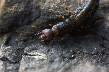 Hellgrammite