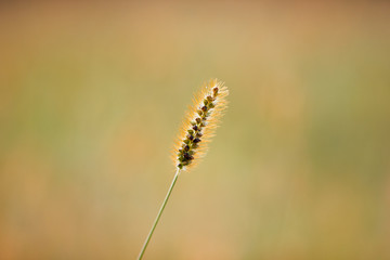 Isolated Grass Seed