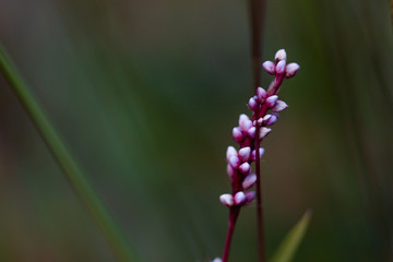 Isolated Pink Flower