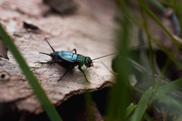 Cricket Among Grass