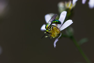 Insect on Flower