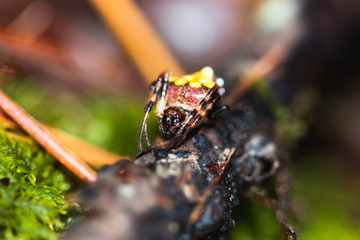 Unique Spider on Log