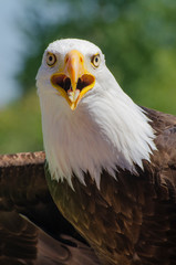 Bald Eagle perches and stares