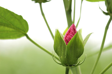 Riesen-Hibiskus "Kopper King"