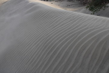sable dune canari