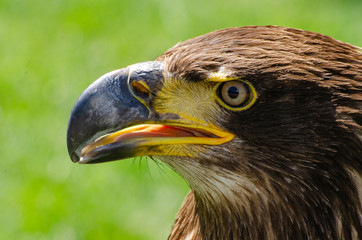 Eagle Profile