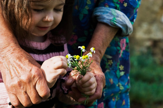 A little child gives her grandmother a bouquet of daisies