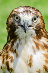 Red-tailed hawk frontal view