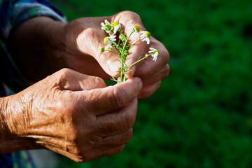 Bouquet of daisies in old grandma's hands close-up