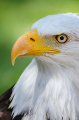 Bald Eagle close-up profile view