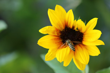 Sunbelievable, Sonnenblume, Balkonsonnenblume mit Wespe auf der Blüte