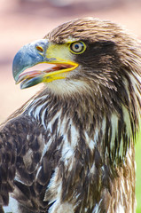 Young Eagle with tongue out