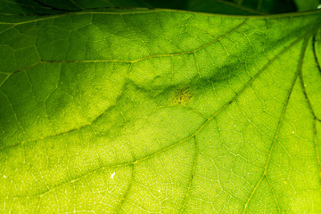 Licht scheint durch die Blätter der Amerikanische Pfeifenwinde