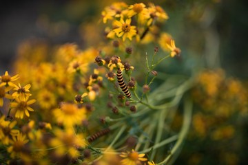 Blissful caterpillar