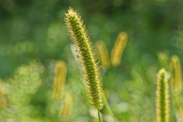 one green long stalk of grass in the sunlight on nature