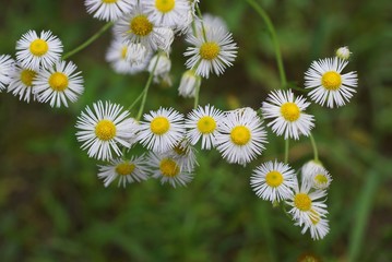 many small white wild flowers of daisies on stems in nature