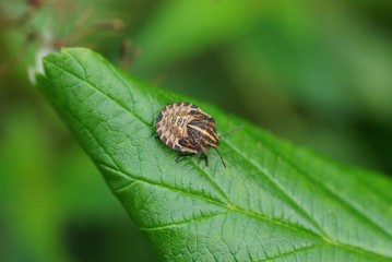 one small brown beetle sits on a green leaf of a plant