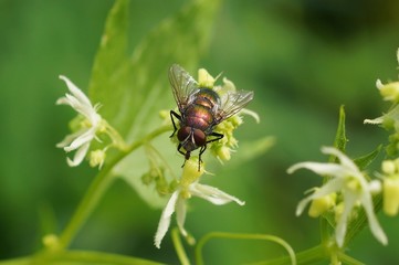 one green fly sits on a white flower in nature