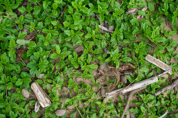 Beach foliage background texture with negative space for text