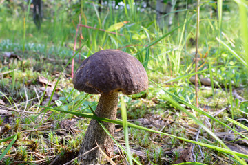 photo beautiful mushroom