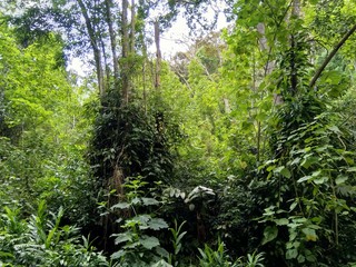 Vegetation of Avila Caracas