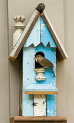 Carolina wren (Thryothorus ludovicianus) at entrance to bird house, about to feed an insect to young inside, in northern Virginia.