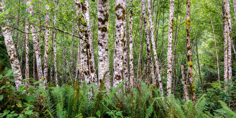 Red alder trees (Alnus rubra) and sword ferns (Polystichum munitum) along western coast of...