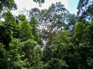 Fototapeta premium Vegetation of Avila Caracas