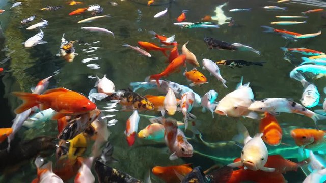 Different varieties of koi carp of all colors that come to ask to eat at the edge of the basin.