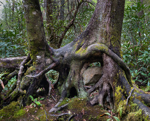 Ensnarled tree roots in the Joyce Kilmer Memorial Forest in western North Carolina. Two trees grew atop a mound of soil and rocks, which eventually got washed away, exposing the roots.