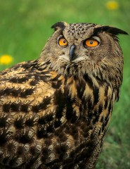 Eurasian eagle-owl (Bubo bubo); captive specimen.