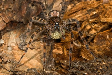 Female fishing spider (Dolomedes tenebrosus) carrying her eggs in a silken case beneath her. 