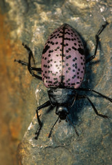 Rough fungus beetle ( Cypherotylus asperus); Ramsey Canyon, Arizona, U.S.A. Larva feeds on fungus; adult feeds on pollen, nectar, and some fungus.
