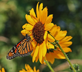 Naklejka premium butterfly on flower