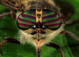 Highly iridescent eyes of horsefly (Tabanus sp.).