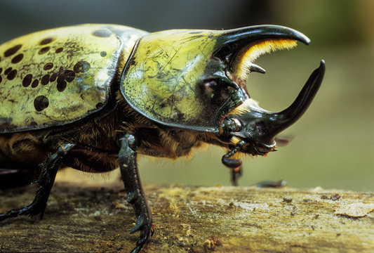 Male eastern Hercules beetle (Dynastes tityus). At 40-62 mm in length, it is one of the largest beetles in eastern North America.
