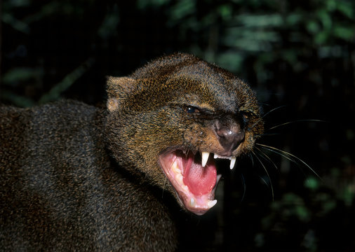 Snarling jaguarundi (Felis yagouroundi); captive at the Belize Zoo, Belize, Central America, where it is native.